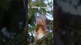Thumbnail: Up On The Tree Being Cute and Free #squirrel #natureescape