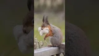 Thumbnail: Caught in the act 🐿️ Squirrel stole sheep wool😂