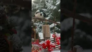 Thumbnail: Woody The Ninja Woodpecker  - Major force of nature or just a badly designed suet cake?🤣 #shorts