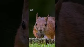 Thumbnail: A Staring Contest with Mama Red Squirrel #shorts