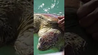 Thumbnail: Traditional turtle hunting