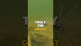 Thumbnail: I Tested The Urchin Bait Hype | Kayak Bass Verdict