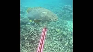 Thumbnail: 200kg grouper 😳😳       #spearfishing adventures #bigfish