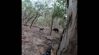Thumbnail: Hunting Feral Hogs With Working Dogs #Hunting #Pigs #shooting