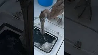 Thumbnail: Pelican Eats Fish from my Livewell! #shorts