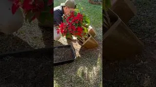 Thumbnail: Easy Garden Decor using paint cans!🌹