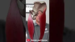 Thumbnail: Pelvis Tilted Forward??? | #SHORTS