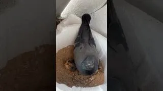 Thumbnail: I Put a Chicken Egg Under a Pigeon for 21 Days... 😳🐣