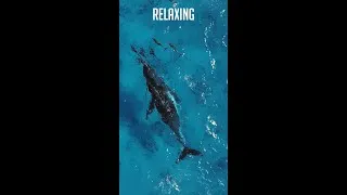Thumbnail: Relaxing Whales and Dolphins, Peace...