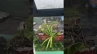 Thumbnail: Soothing Heavy Rainy Day  #rain #relax #rainoundforsleep