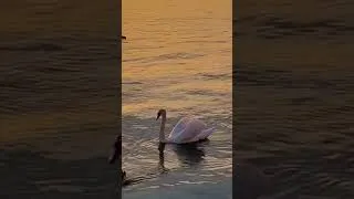 Thumbnail: The Swan (Saint-Saëns), Most Peaceful & Beautiful Piano Music, Relaxing Music, Calm