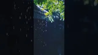 Thumbnail: Bach - Adagio, BWV 974, Relaxing Piano Music with Rain Sounds, Peaceful, 가슴 속 깊이 어루만져 주는 아름다운 피아노 선율