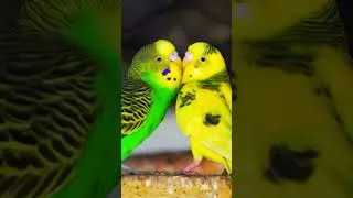 Thumbnail: natural life is wonderful #animals #shorts #viralvideo