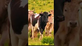 Thumbnail: Cute Animal Sounds #shorts #videoshort