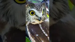 Thumbnail: Beautiful Animal Moments #shortvideo #shorts