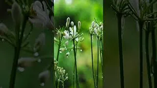Thumbnail: Fall Asleep Instantly - Sleep Music for Anxiety & Overthinking #sleeping #sleepmusic #deepsleep