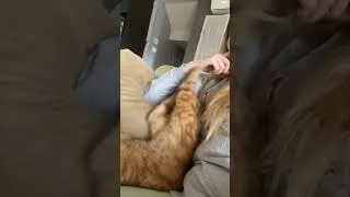 Thumbnail: See that? That’s a good cat right there.  #cute #yourcat  #yourpet #ouranimal #ourcat