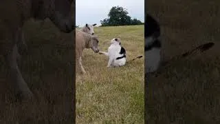 Thumbnail: Too close bruh, back it up 🫷 #cats #catsoftiktok #farmcat #barncats