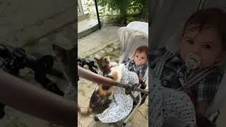 Thumbnail: Taking my two babies around town 🥹 #cat #catvideos #cute