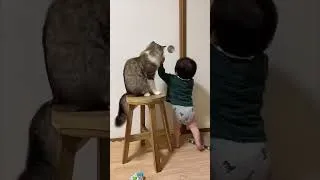 Thumbnail: The cat understood the assignment. #cutecat #catstagram #catvideos