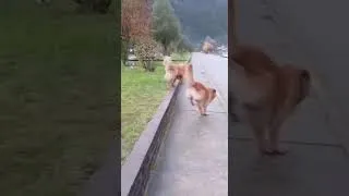 Thumbnail: Oops! Little Dog Falls While Playing With Big Dogs