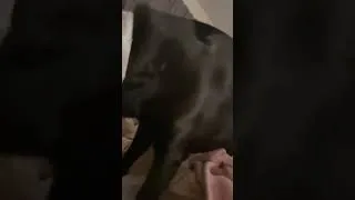 Thumbnail: How DARE you!? #shorts #dog #dogs #funny #funnydogs #cute #cutedog