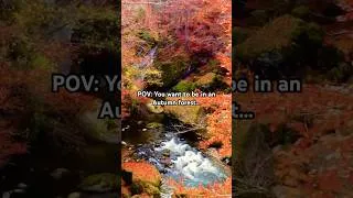 Thumbnail: 🍁 12 Hours of Enchanting Autumn Scenery • Fall Forest