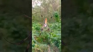 Thumbnail: Arachnophobia 🕷 Trigger Warning ⚠️ #florida #spider #arachnophobia