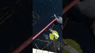 Thumbnail: So Much Stuff Magnet Fishing Old Swimming Hole #magnetfishing #magnets #florida #metal
