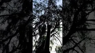 Thumbnail: Sister Dora graveyard - An odd pillar.