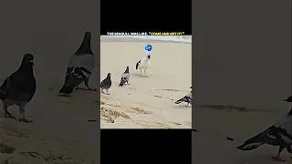 Thumbnail: This Seagull Kept Stealing… Then Karma Hit! 😱 #trending #animals #wildlife #youtubeshorts