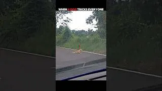 Thumbnail: This Cat’s Trick Was Better Than the Dog’s #trending #animals #wildlife #youtubeshorts
