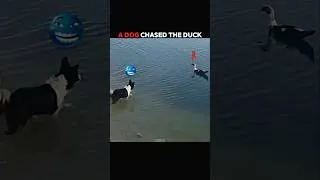 Thumbnail: This Dog Chased the WRONG Animal! #trending #animals #wildlife #youtubeshorts
