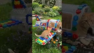 Thumbnail: Turning Plastic Bottles into an Airplane Cat Shelter ✈️🐱