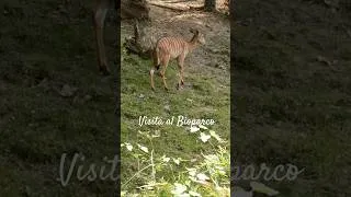 Thumbnail: Visita al Bioparco