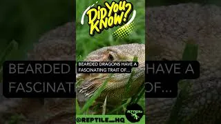 Thumbnail: Bearded Dragons exhibit a remarkable adaptation by...