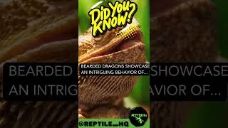Thumbnail: Bearded Dragons display a captivating behavior of...