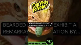 Thumbnail: Bearded Dragons exhibit a remarkable adaptation by...