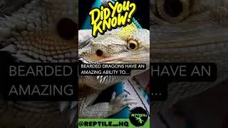 Thumbnail: Bearded Dragons have an amazing ability to...