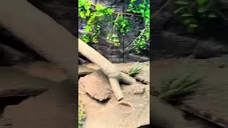 Thumbnail: I’m BACK and bigger than before!🐸😱 #reptilerookie #monitorlizard #reptiles #lizard #shorts