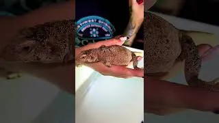 Thumbnail: I Built a Desert Chuckwalla Enclosure! 🦎🌵 #shorts#reptiles#chuckwalla#reptileenclosure