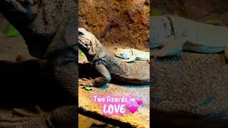 Thumbnail: Two Lizards in Love ❤️🦎 #reptiles #lizard #reptiletok #reptilelover #reptilekeeper #exoticpets