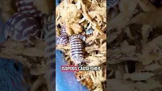 Thumbnail: How to Breed Dubia Roaches #reptiles #dubiaroaches #reptilefood #reptilekeeper #information