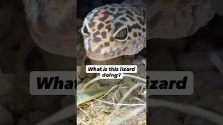 Thumbnail: What is this lizard doing?