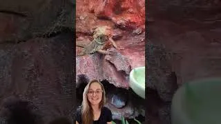 Thumbnail: What to feed your Bearded dragon? #reptiles #beardeddragon #beardeddragonlife #beardeddragoncare
