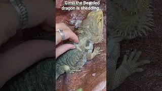 Thumbnail: #beardeddragon #beardeddragons #beardeddragonlife #shedding #reptiles #lizard #reptileshorts #wow