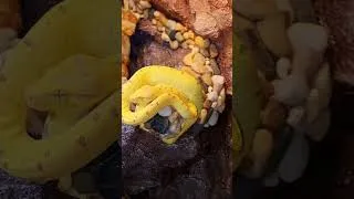 Thumbnail: Snake Yawns are adorable! Squiggle the baby Green tree python #snake #gtps #python #reptiles #fyp