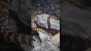 Thumbnail: Happy Snake #reptilekeeper #python #snake #reptileenclosure #reptiles #pet #aussie