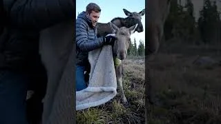 Thumbnail: Saving a Moose Calf #animals #animalrescue #wildlife #wildliferescue