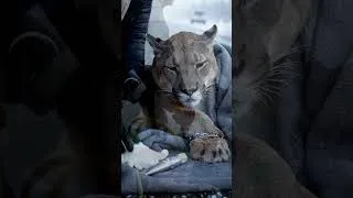 Thumbnail: Mountain Lion Rescue #animals #animalrescue #wildlife #animalsvideo